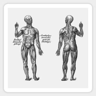 Arm Muscular System - Dual View - German Diagram - Vintage Anatomy Sticker